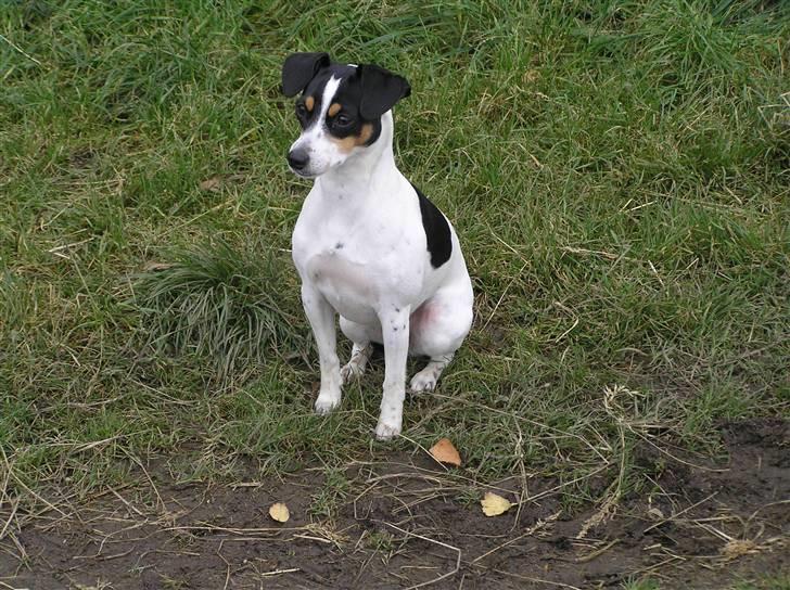 Dansk svensk gaardhund Nux - Smuk det er hun:-) billede 6