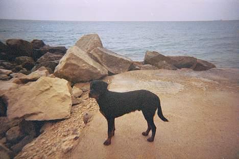 Rottweiler Phoco * Himmelhund 2018 * - spanien ,alicante billede 18