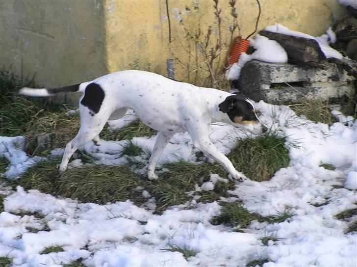 Dansk svensk gaardhund Nux - På vej ind. billede 8