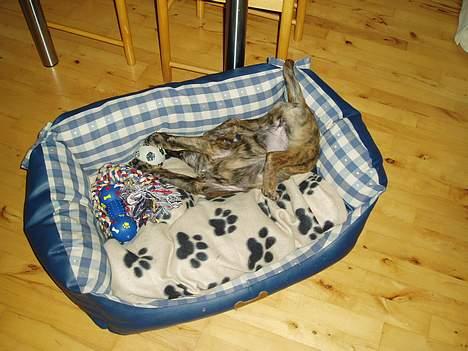 Blanding af racer Tika - sådan sover jeg bedst.. billede 5