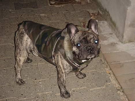 Fransk bulldog Tyson billede 14