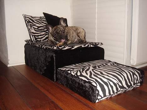 Fransk bulldog Tyson - Mig i min Nye seng billede 15