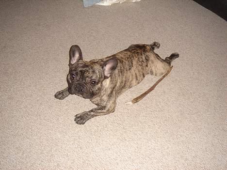 Fransk bulldog Tyson billede 16