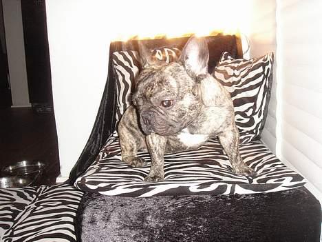 Fransk bulldog Tyson billede 17