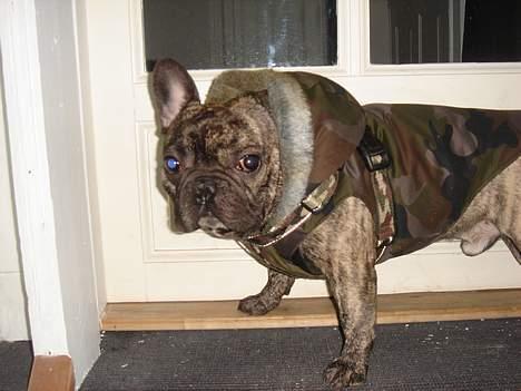 Fransk bulldog Tyson billede 18