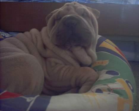 Shar pei Mischa von Moisen*R.I.P.* - Var jeg ikk bar nuser som lille..?! *S* billede 2
