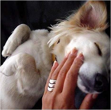 Blanding af racer Maggi billede 20