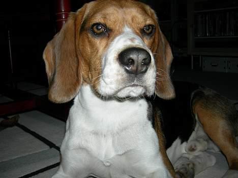 Beagle Nikolaj billede 20