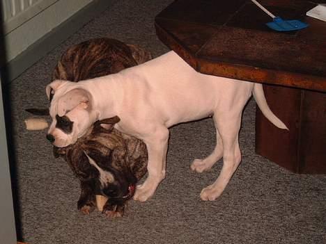 Amerikansk staffordshire terrier #SUMO# billede 18