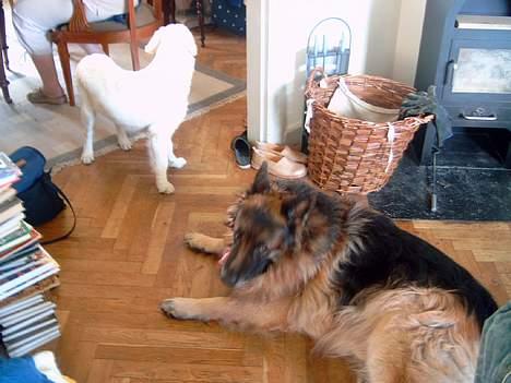 Schæferhund nikki billede 1