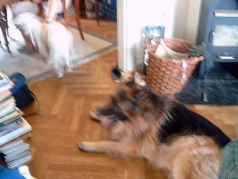 Schæferhund nikki billede 2