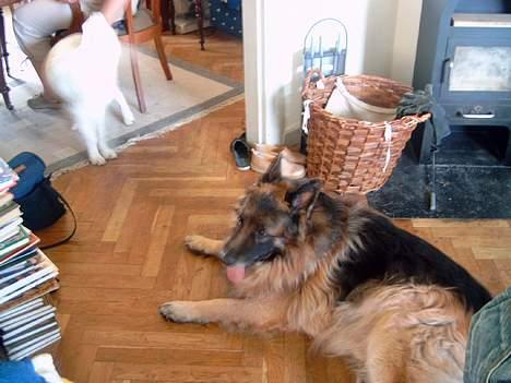 Schæferhund nikki billede 3