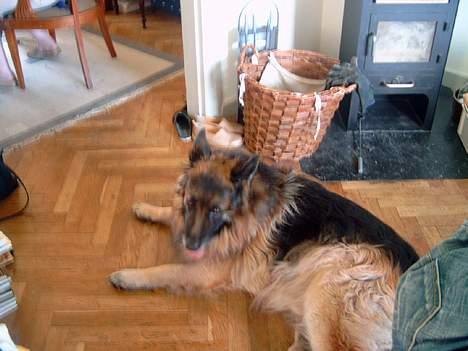 Schæferhund nikki billede 4