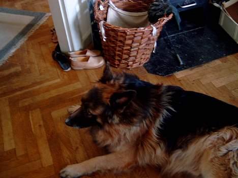 Schæferhund nikki billede 5