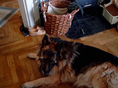 Schæferhund nikki billede 6