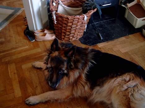 Schæferhund nikki billede 7