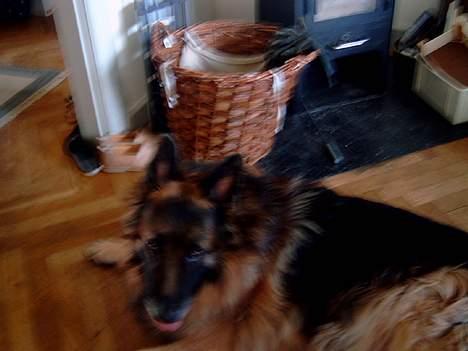 Schæferhund nikki billede 8