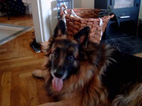 Schæferhund nikki billede 9