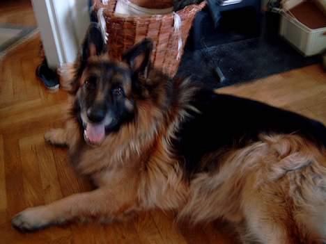 Schæferhund nikki billede 10