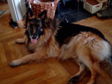 Schæferhund nikki billede 11