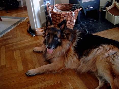 Schæferhund nikki billede 12