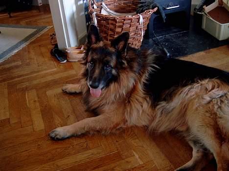 Schæferhund nikki billede 13