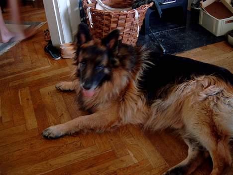 Schæferhund nikki billede 14