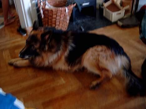 Schæferhund nikki billede 15