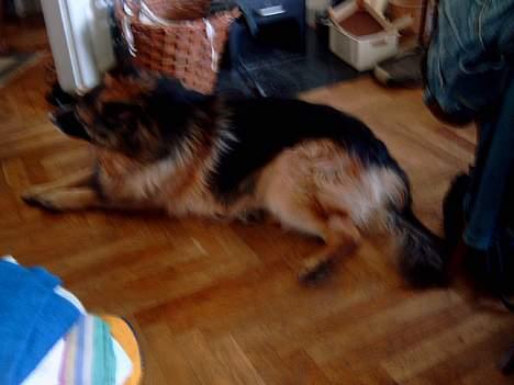 Schæferhund nikki billede 16