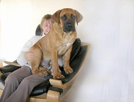 Boerboel Cozy død 11/7-06 - Man starter som lille og så bliver man større og større, men det er nu stadigvæk hyggeligt at sidde på skødet billede 1