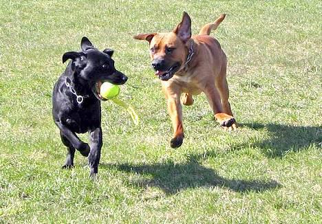 Boerboel Cozy død 11/7-06 - ihhh så vent dog på migggg billede 2