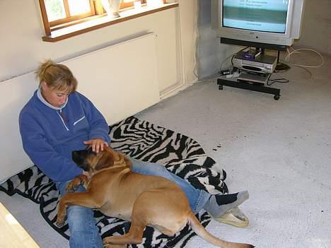 Boerboel Cozy død 11/7-06 - 5 mdr. gammel i en hyggestund billede 4