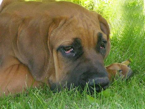 Boerboel Cozy død 11/7-06 - jeg er lidt trist...... så trøst mig dog billede 6