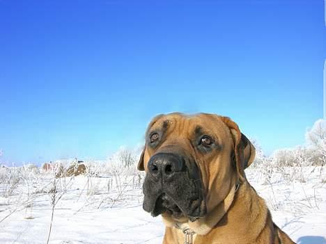 Boerboel Cozy død 11/7-06 - 8 mdr. billede 7