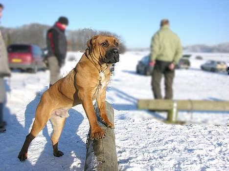 Boerboel Cozy død 11/7-06 - 8 mdr. på træningspladsen billede 8