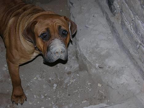 Boerboel Cozy død 11/7-06 - se se jeg har gravet endnu et ben ned *SS* billede 9