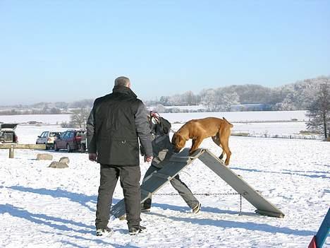 Boerboel Cozy død 11/7-06 - jeg elskeeerrr dagene på træningspladsen billede 10