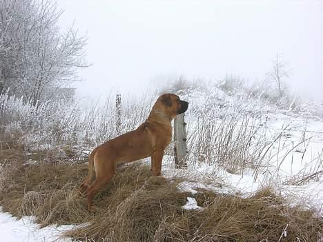 Boerboel Cozy død 11/7-06 - jeg holder udkik billede 11