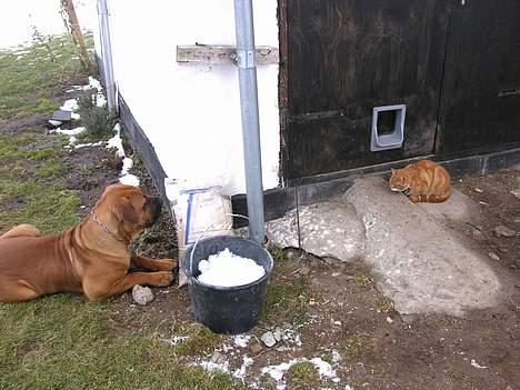 Boerboel Cozy død 11/7-06 - Mig og min veninde Lazy billede 12