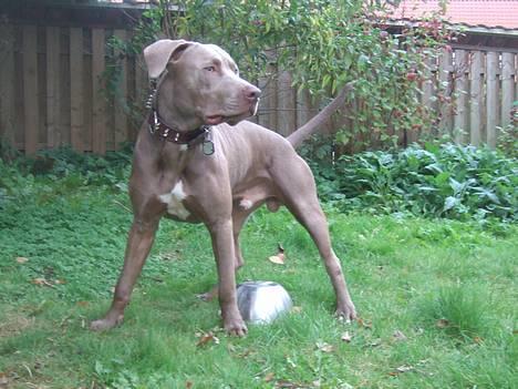 Amerikansk staffordshire terrier Cody billede 1