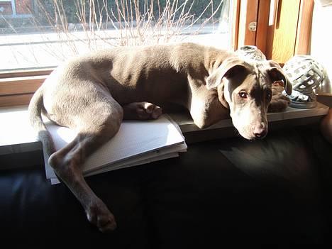 Amerikansk staffordshire terrier Cody - tager lige en slapper billede 2