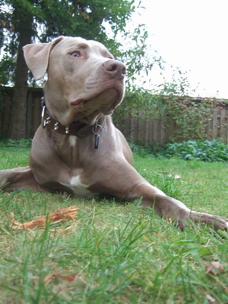 Amerikansk staffordshire terrier Cody billede 4