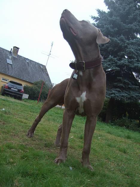 Amerikansk staffordshire terrier Cody billede 5