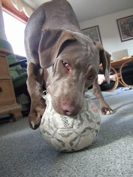 Amerikansk staffordshire terrier Cody - mums den smager godt billede 6