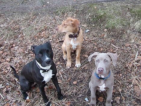 Amerikansk staffordshire terrier Cody - min bror, min veninde Gucci og mig på skovtur billede 7