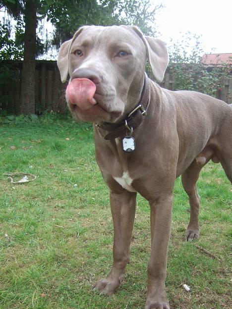 Amerikansk staffordshire terrier Cody - hvad???? billede 8