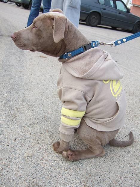 Amerikansk staffordshire terrier Cody - Hænger ud til hundetræf... billede 9