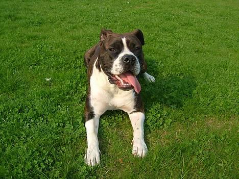 Amerikansk staffordshire terrier Malou - Hej, jeg hedder Malou:-) billede 1