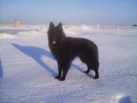 Groenendael De Fait Ami Athena - Athena 8 mdr. billede 1