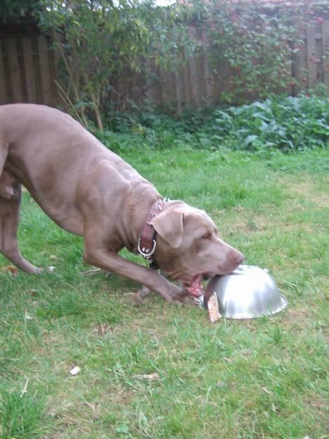 Amerikansk staffordshire terrier Cody billede 10